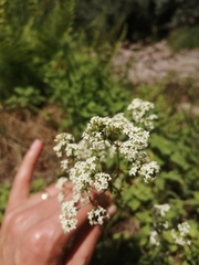 Galium broterianum