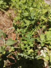Galium broterianum