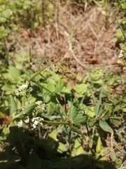 Galium broterianum