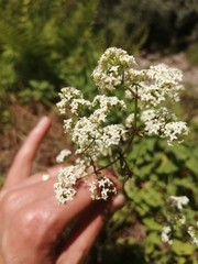 Galium broterianum