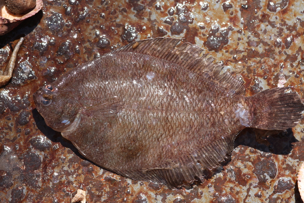 Small Sanddab