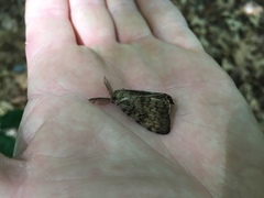 Lymantria dispar dispar