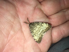 Lymantria dispar dispar