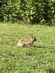 Sylvilagus floridanus