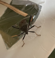 Acanthocephala thomasi