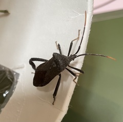 Acanthocephala thomasi