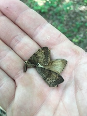 Lymantria dispar dispar