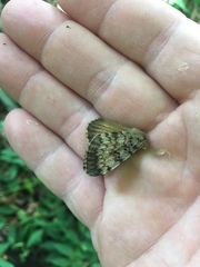 Lymantria dispar dispar