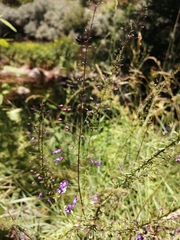 Anarrhinum longipedicellatum