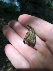 Lymantria dispar dispar