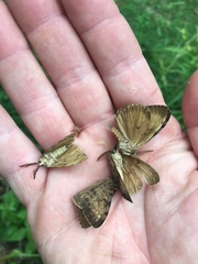 Lymantria dispar dispar