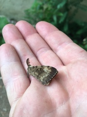 Lymantria dispar dispar