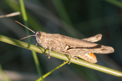 Chorthippus maritimus