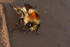 Bombus laesus