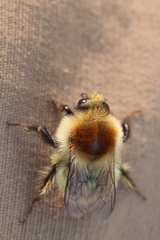 Bombus laesus