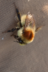 Bombus laesus