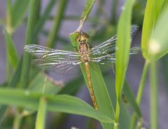 Sympetrum sanguineum