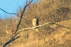 Buteo jamaicensis