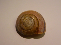 Helminthoglypta willetti