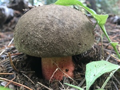 Caloboletus frustosus