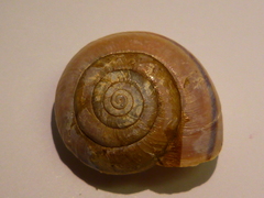 Helminthoglypta willetti