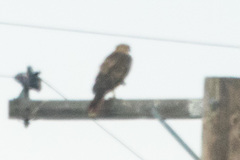 Buteo jamaicensis