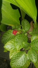Episcia