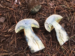 Caloboletus frustosus