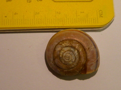 Helminthoglypta willetti