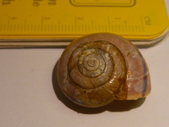 Helminthoglypta willetti