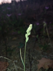 Dactylis glomerata