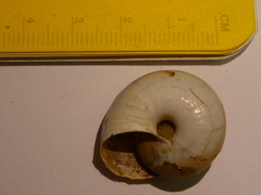 Helminthoglypta willetti