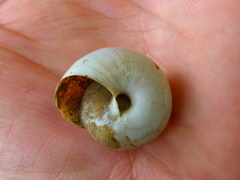 Helminthoglypta willetti