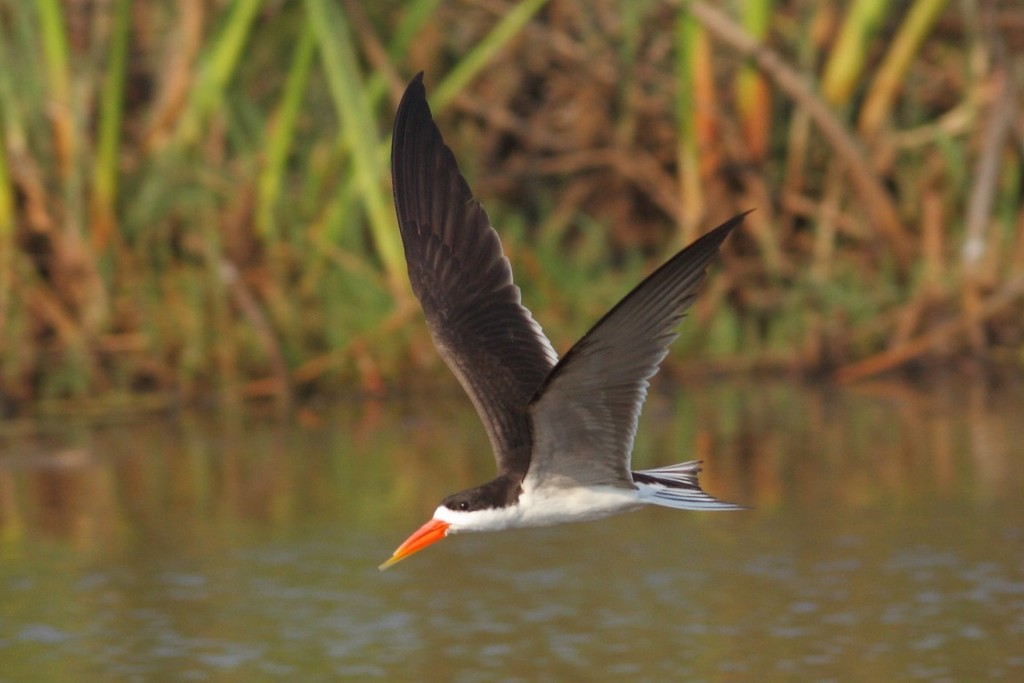 African Skimmer photo