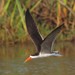 African Skimmer - Photo (c) markus lilje, some rights reserved (CC BY-NC-ND), uploaded by markus lilje