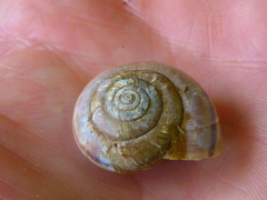 Helminthoglypta willetti
