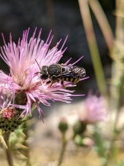 Pseudoanthidium melanurum