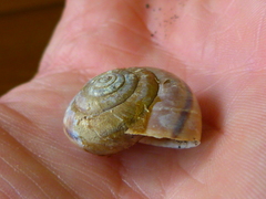 Helminthoglypta willetti