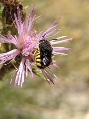 Pseudoanthidium melanurum