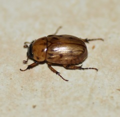 Cyclocephala lunulata