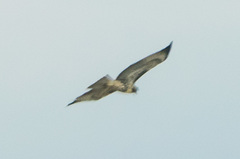 Buteo jamaicensis