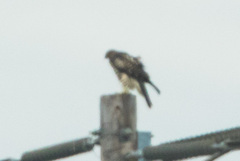 Buteo jamaicensis