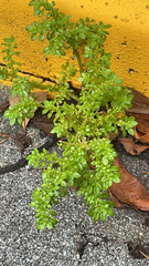 Pilea microphylla image