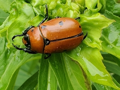 Pelidnota punctata
