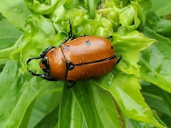 Pelidnota punctata