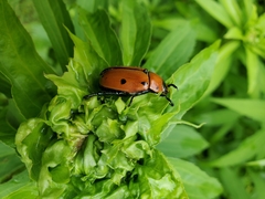 Pelidnota punctata