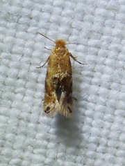 Bucculatrix coronatella