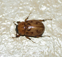 Cyclocephala lunulata