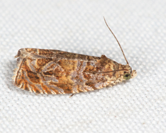 Olethreutes sericoranum