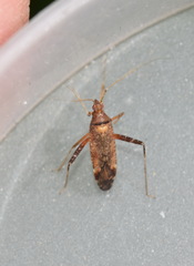 Phytocoris ulmi